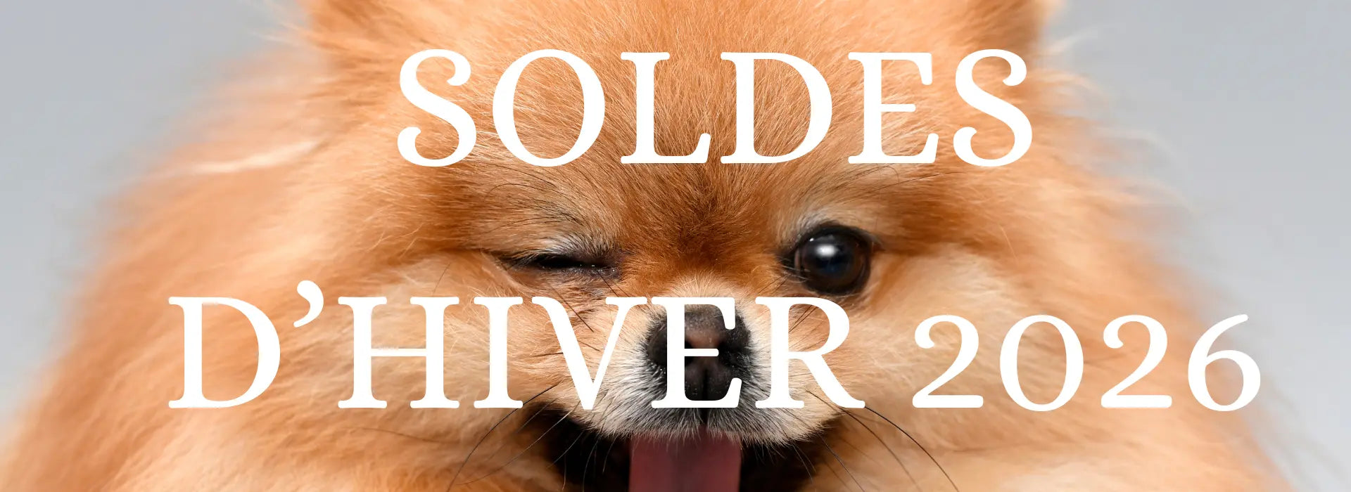 Soldes d’hiver 2026 : promotions sur produits pour chien - PapattesBox
